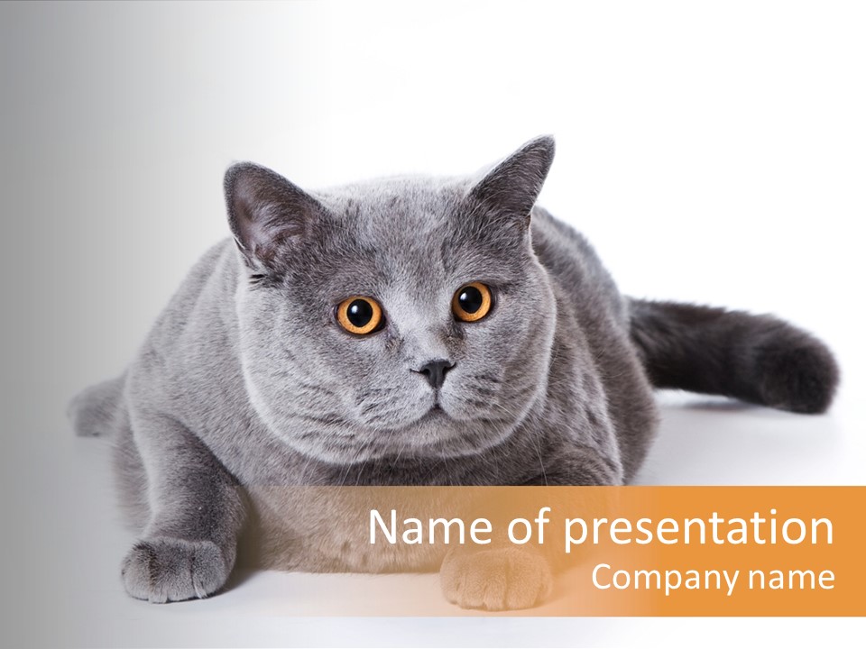 Companion Playful Carnivore PowerPoint Template
