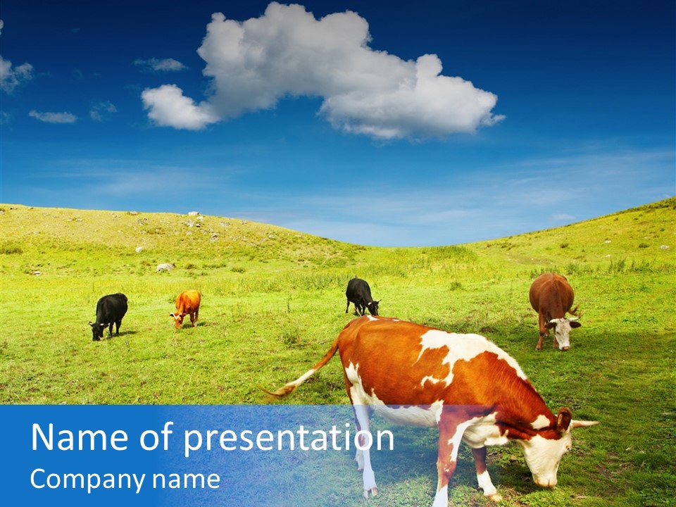 View Scenery Grassland PowerPoint Template