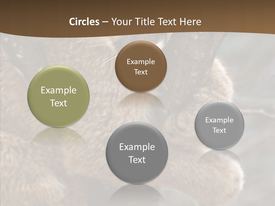 Grip Hang On Feline PowerPoint Template