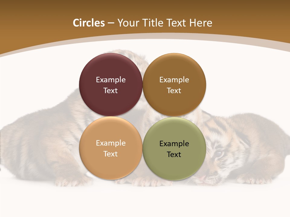 Big Fur Cat PowerPoint Template