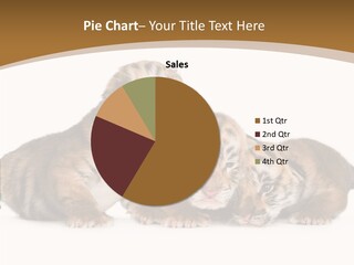 Big Fur Cat PowerPoint Template