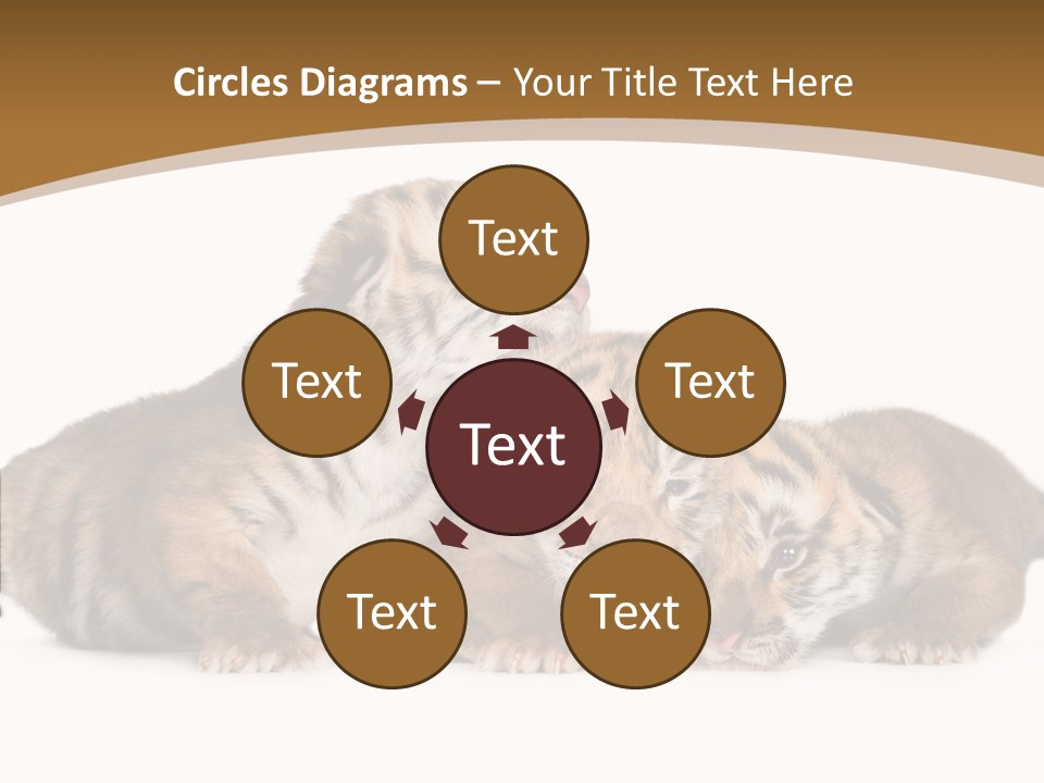 Big Fur Cat PowerPoint Template