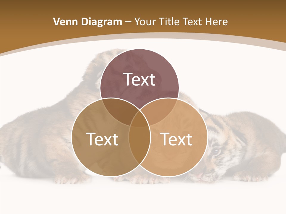 Big Fur Cat PowerPoint Template