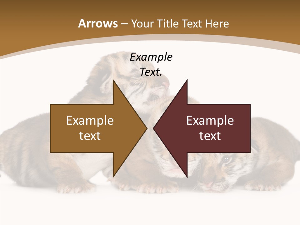 Big Fur Cat PowerPoint Template