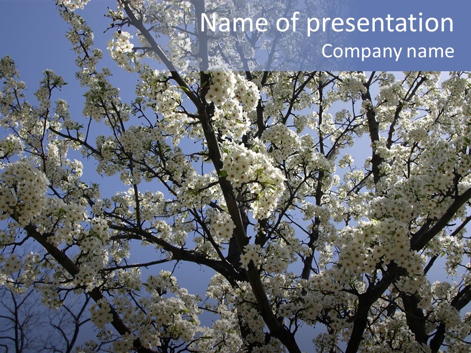 May Branch Backlit PowerPoint Template