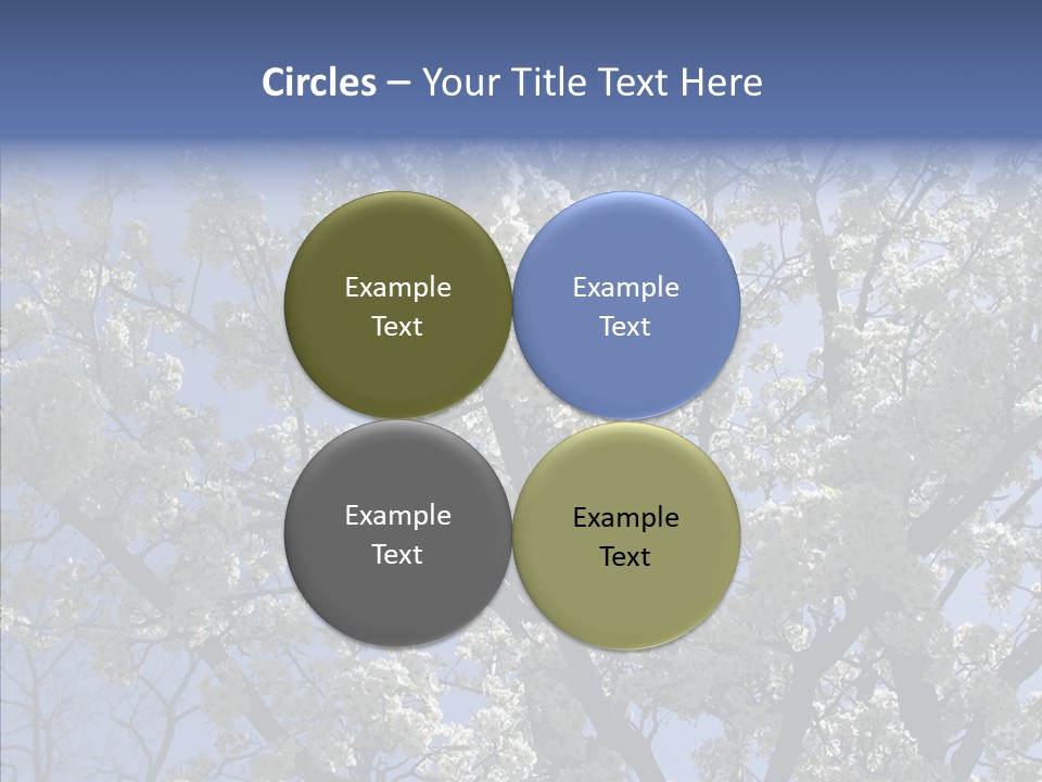 May Branch Backlit PowerPoint Template