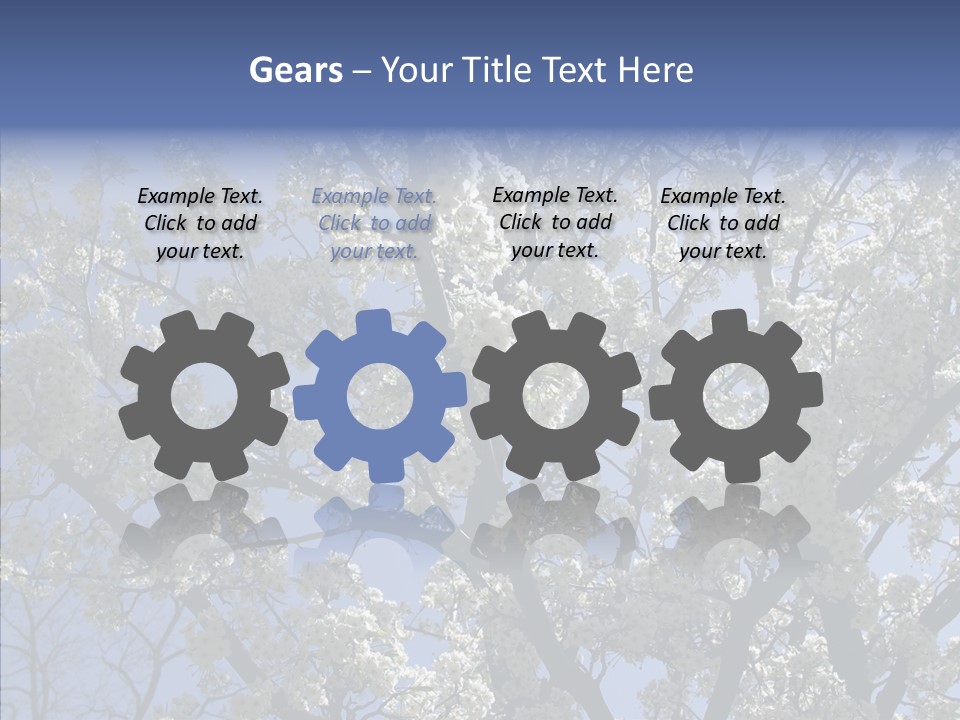 May Branch Backlit PowerPoint Template