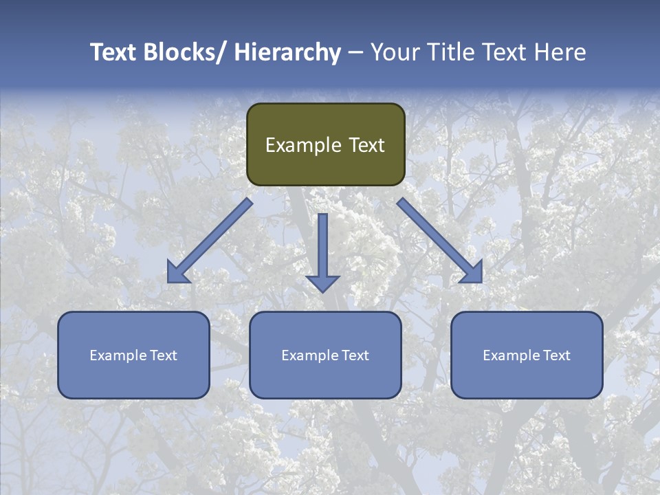 May Branch Backlit PowerPoint Template