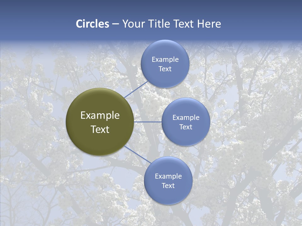 May Branch Backlit PowerPoint Template