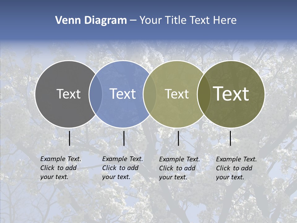 May Branch Backlit PowerPoint Template