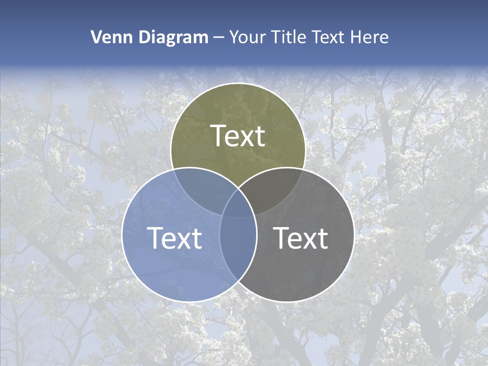 May Branch Backlit PowerPoint Template