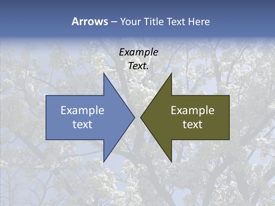 May Branch Backlit PowerPoint Template