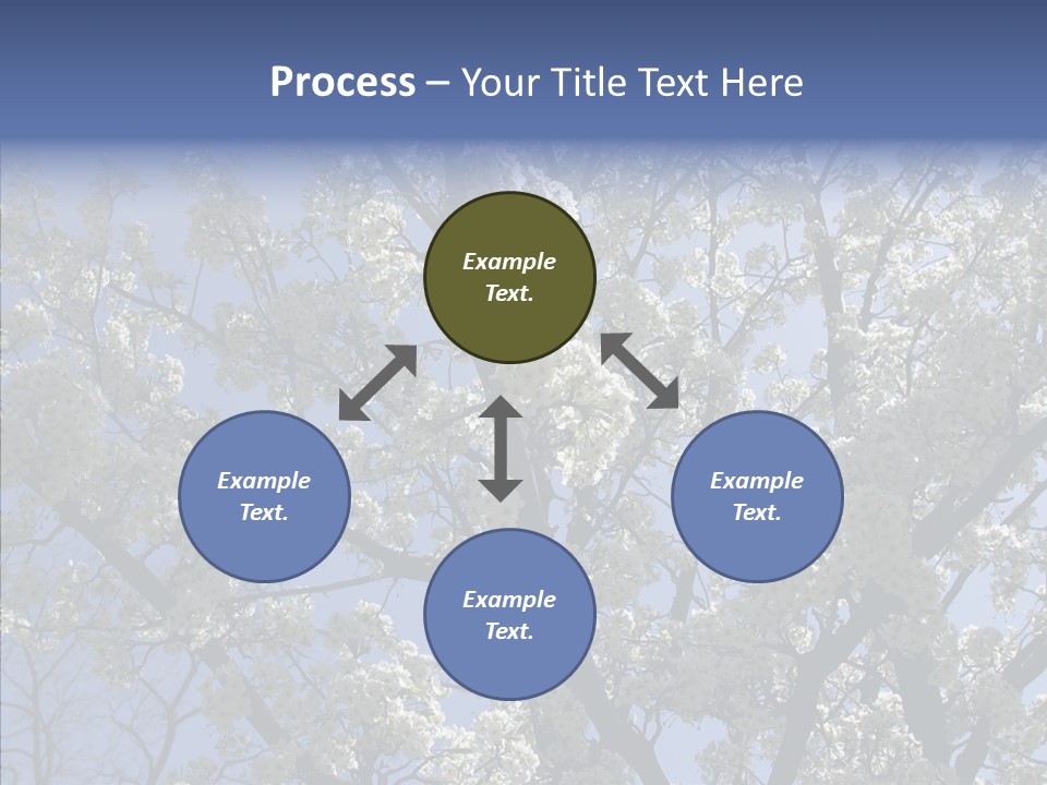 May Branch Backlit PowerPoint Template
