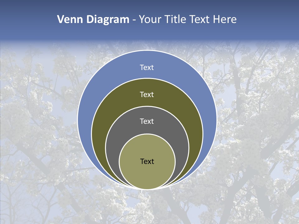 May Branch Backlit PowerPoint Template