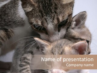 Cat Isolated Sit PowerPoint Template