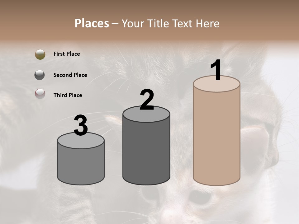 Cat Isolated Sit PowerPoint Template