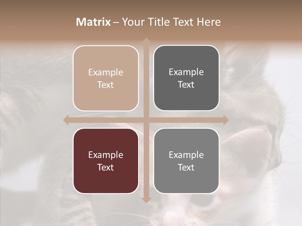 Cat Isolated Sit PowerPoint Template