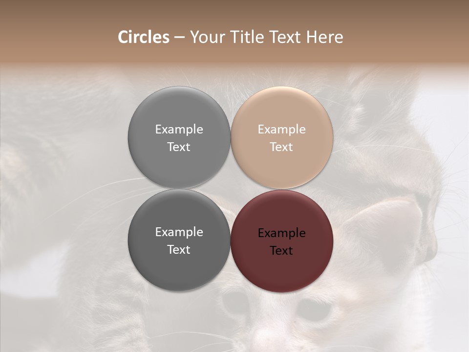 Cat Isolated Sit PowerPoint Template