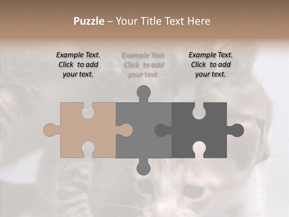 Cat Isolated Sit PowerPoint Template