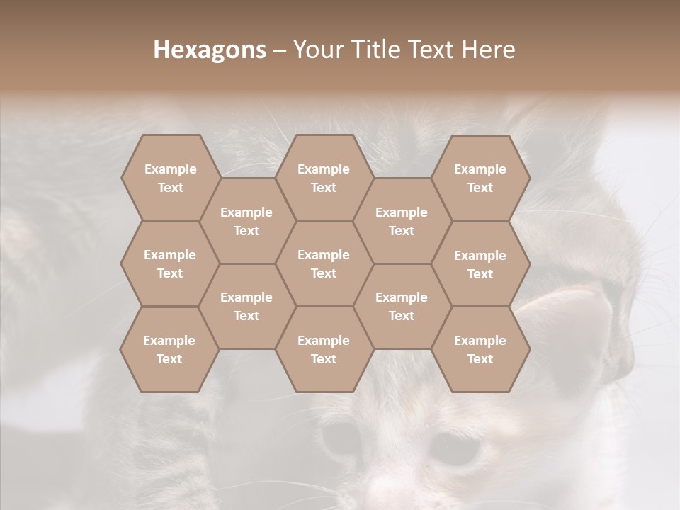 Cat Isolated Sit PowerPoint Template