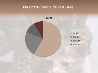 Cat Isolated Sit PowerPoint Template