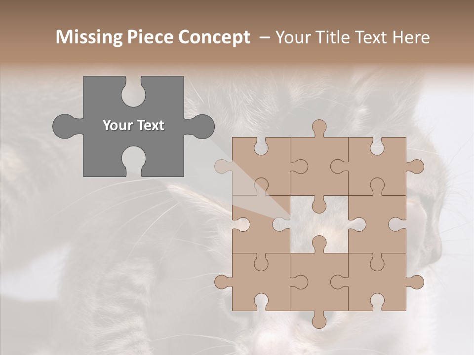 Cat Isolated Sit PowerPoint Template