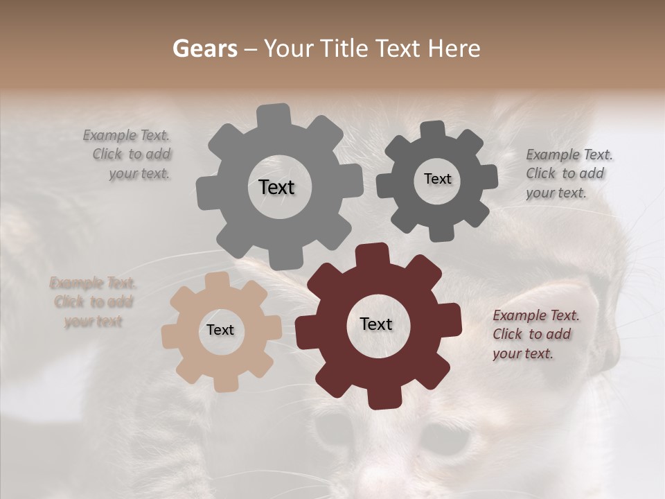 Cat Isolated Sit PowerPoint Template