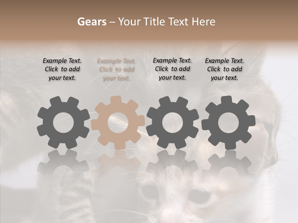 Cat Isolated Sit PowerPoint Template