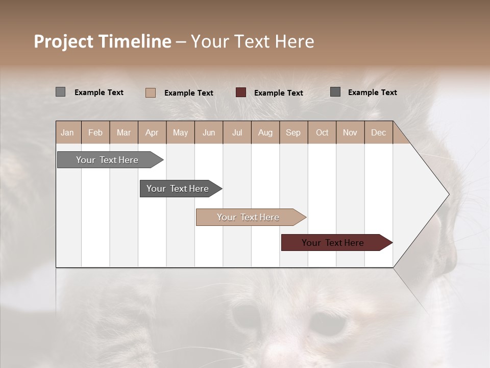 Cat Isolated Sit PowerPoint Template