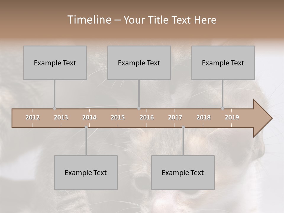 Cat Isolated Sit PowerPoint Template