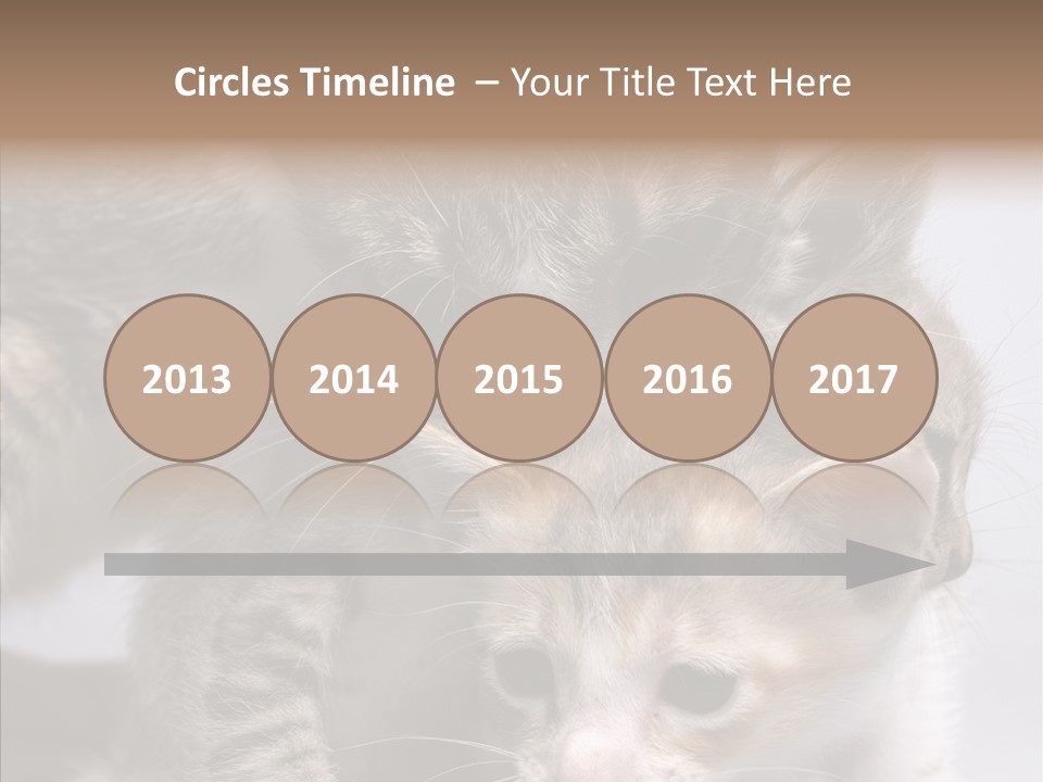 Cat Isolated Sit PowerPoint Template