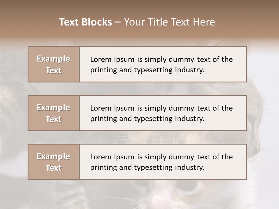 Cat Isolated Sit PowerPoint Template