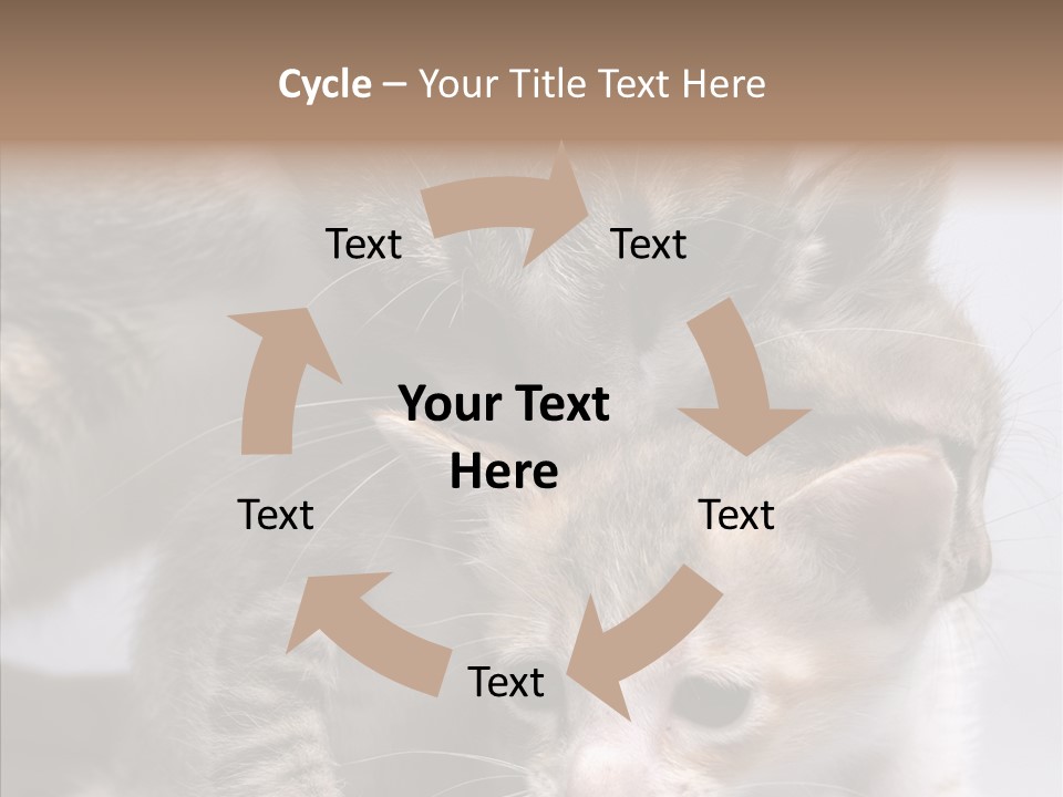 Cat Isolated Sit PowerPoint Template