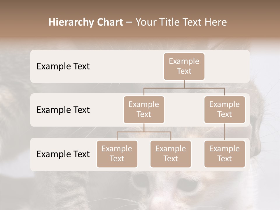 Cat Isolated Sit PowerPoint Template