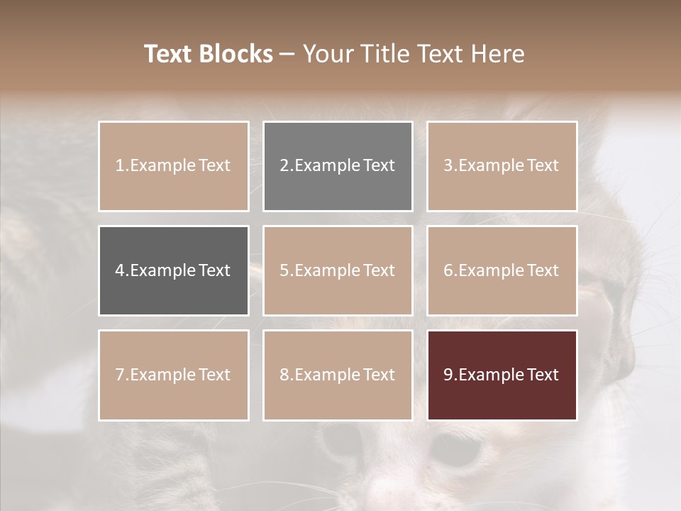 Cat Isolated Sit PowerPoint Template