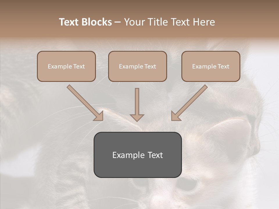 Cat Isolated Sit PowerPoint Template