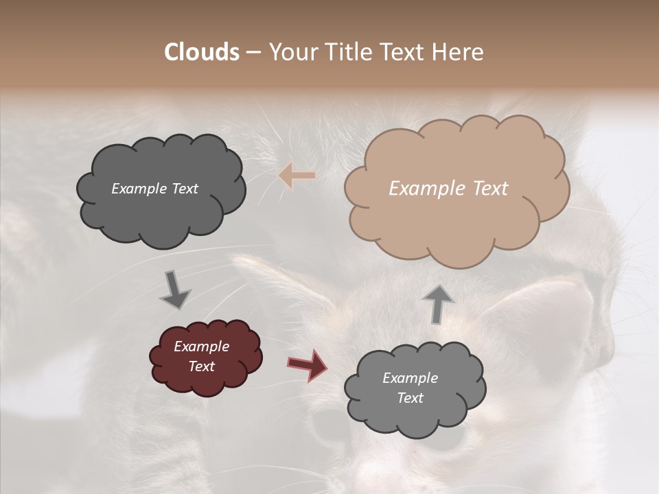 Cat Isolated Sit PowerPoint Template