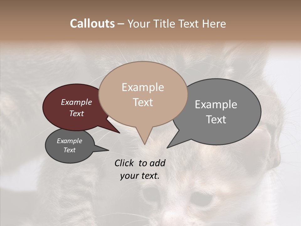 Cat Isolated Sit PowerPoint Template