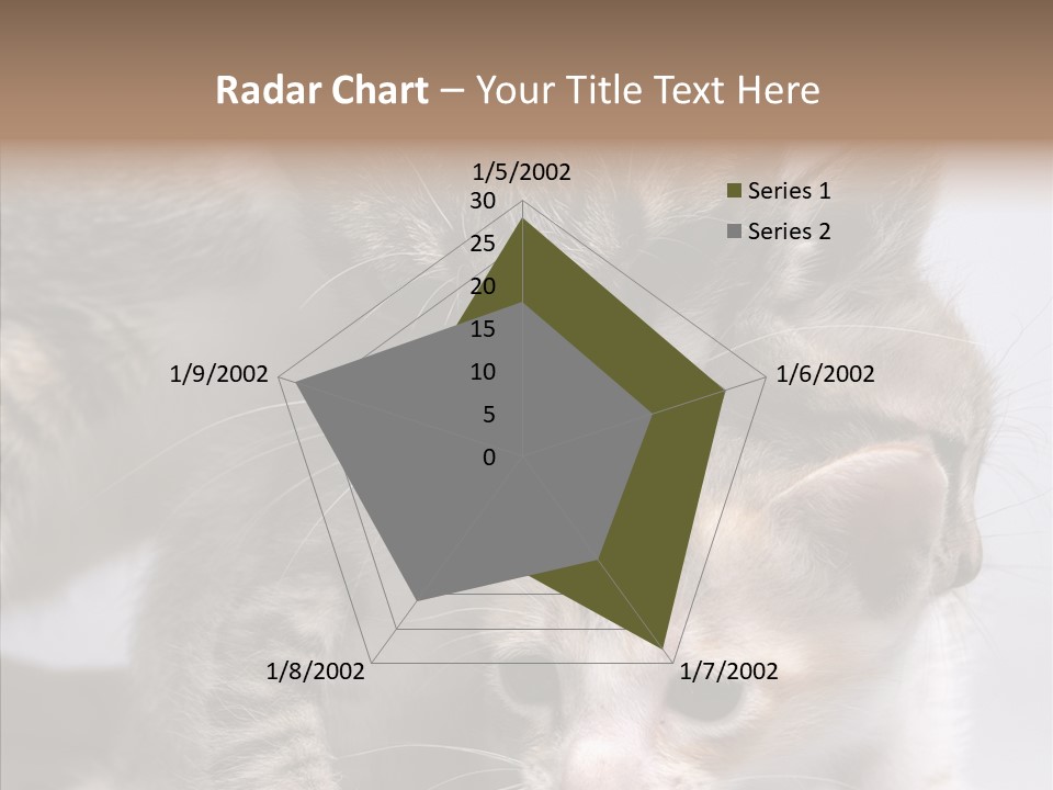 Cat Isolated Sit PowerPoint Template