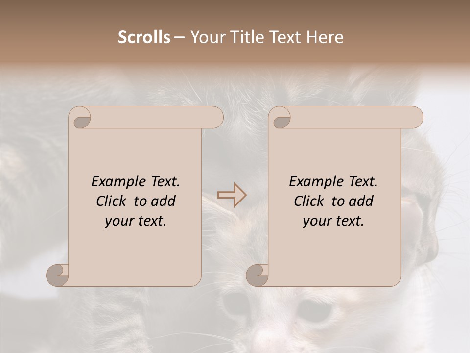 Cat Isolated Sit PowerPoint Template