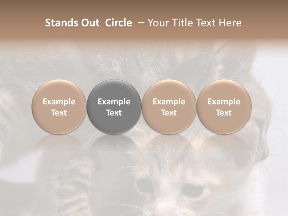 Cat Isolated Sit PowerPoint Template