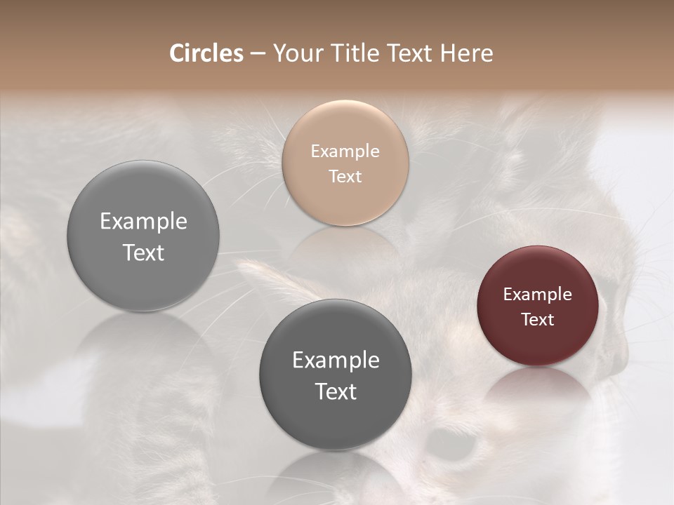 Cat Isolated Sit PowerPoint Template