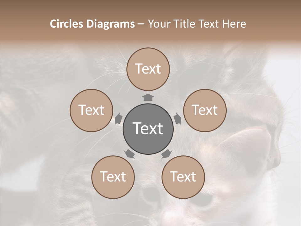 Cat Isolated Sit PowerPoint Template