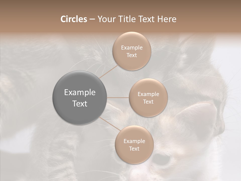 Cat Isolated Sit PowerPoint Template