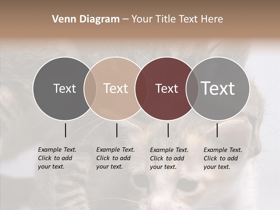 Cat Isolated Sit PowerPoint Template