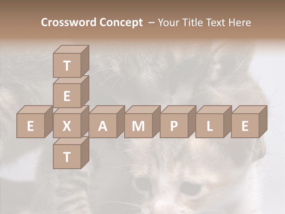 Cat Isolated Sit PowerPoint Template