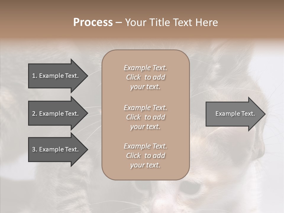 Cat Isolated Sit PowerPoint Template