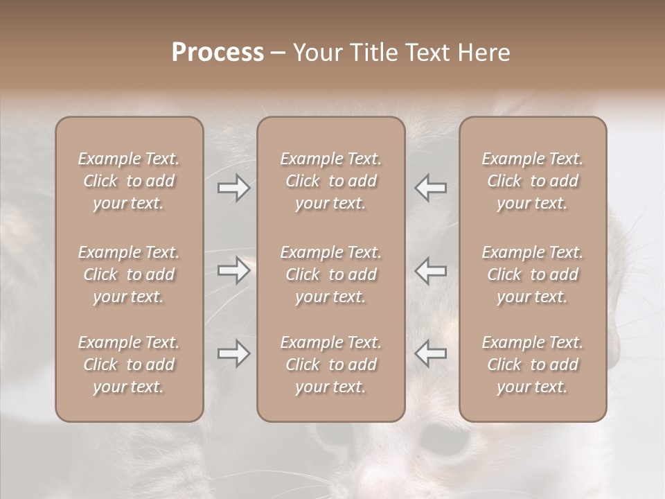 Cat Isolated Sit PowerPoint Template