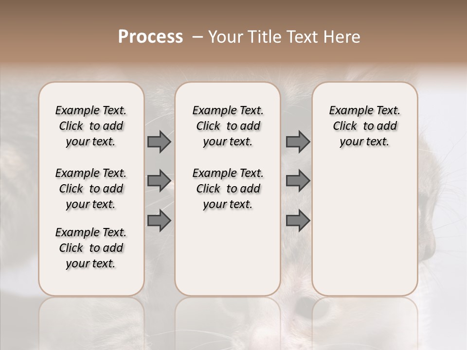 Cat Isolated Sit PowerPoint Template