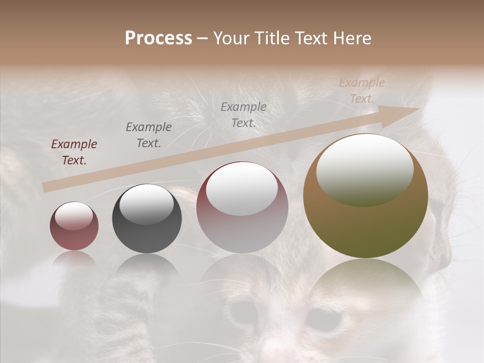 Cat Isolated Sit PowerPoint Template